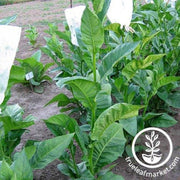 tobacco-seeds-costa-rica-tobacco-seeds