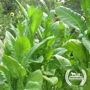 tobacco-seeds-delgold-tobacco