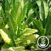 tobacco-seeds-golden-burley-tobacco-seeds