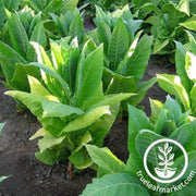 tobacco-seeds-harrow-velvet-tobacco-seeds