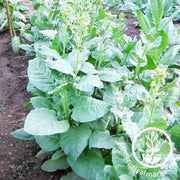 tobacco-seeds-isleta-pueblo-tobacco-seeds