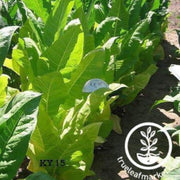 tobacco-seeds-ky15-tobacco-seeds