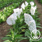 tobacco-seeds-little-dutch-tobacco-seeds
