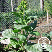 tobacco-seeds-mohawk-tobacco-seeds