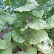 tobacco-seeds-nc-95