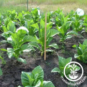 tobacco-seeds-paris-wrapper-tobacco-seeds