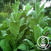 tobacco-seeds-sherazi-tobacco-seeds