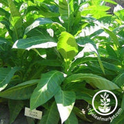 tobacco-seeds-silver-river