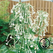 tobacco-seeds-sylvestris-tobacco-seeds