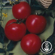 tomato-arkansas-traveler-seeds