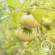 tomato-aunt-rubys-green-german