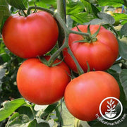Tomato Seeds - Big Beef Hybrid