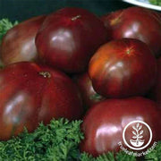 tomato-black-russian-seeds