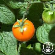 tomato-chadwick-cherry-seeds