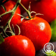 tomato-bush-early-girl-hybrid-seeds