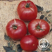 tomato-german-johnson-seeds