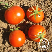 tomato-glacier-seeds