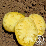 tomato-great-white-seeds