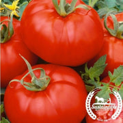tomato-seeds-ace-55-vf-organic