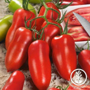 tomato-seeds-andiamo-f1
