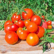 tomato-seeds-atkinson