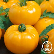 tomato-seeds-azoychka