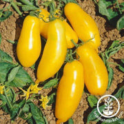 tomato-seeds-banana-leggs
