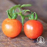 tomato-seeds-baxters-early-bush-cherry