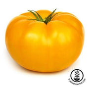 tomato-seeds-beefsteak-yellow