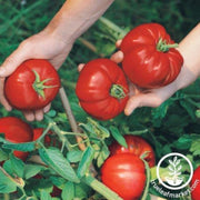 tomato-seeds-boy-oh-boy-f1
