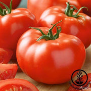 tomato-seeds-brandymaster-red-f1