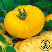 tomato-seeds-brandymaster-yellow-f1