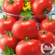 tomato-seeds-burbank-organic
