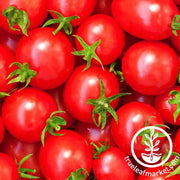 tomato-seeds-calypso