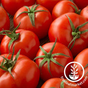 tomato-seeds-campbell-33