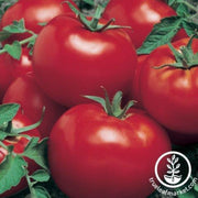 tomato-seeds-celebration-f1