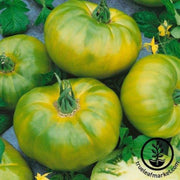tomato-seeds-chefs-choice-green-f1-aas