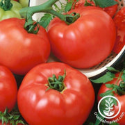 tomato-seeds-chefs-choice-red-f1-aas