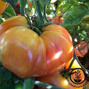 tomato-seeds-chefs-choice-striped-f1