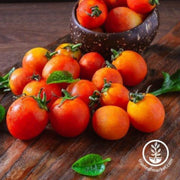 tomato-seeds-cherry-bi-color