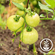 tomato-seeds-cherry-white