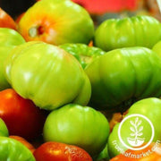 tomato-seeds-containers-choice-green-f1