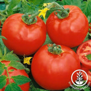 tomato-seeds-containers-choice-red-f1