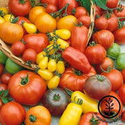 tomato-seeds-culinary-blend