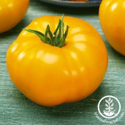 tomato-seeds-djena-lees-golden-girl
