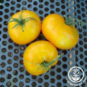 tomato-seeds-giallo-de-summer