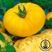 tomato-seeds-giant-belgium-yellow