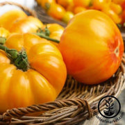 tomato-seeds-gold-medal