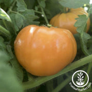 tomato-seeds-goldie