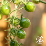 tomato-seeds-green-grape